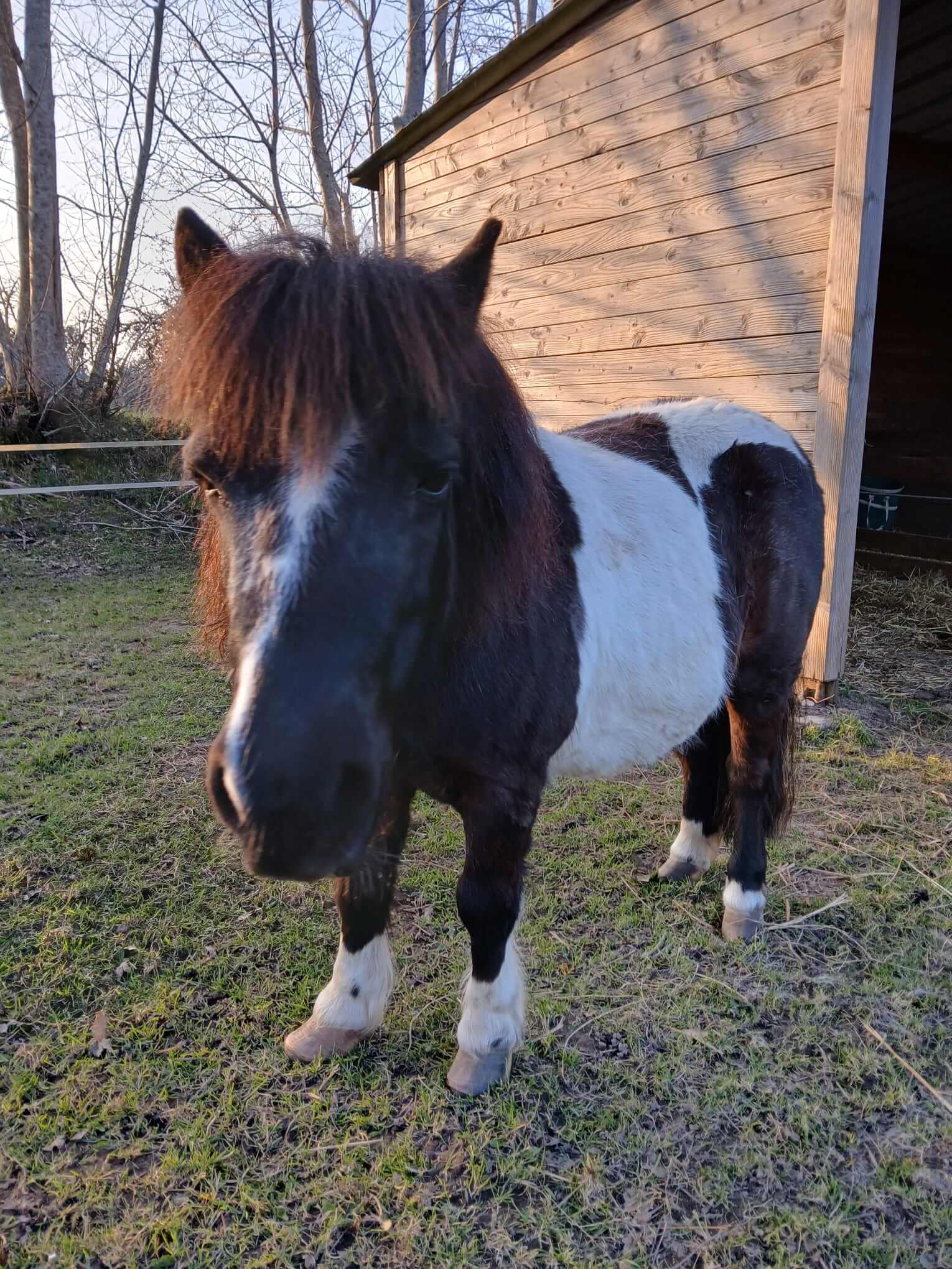 Poney accompagné en soin énergétique